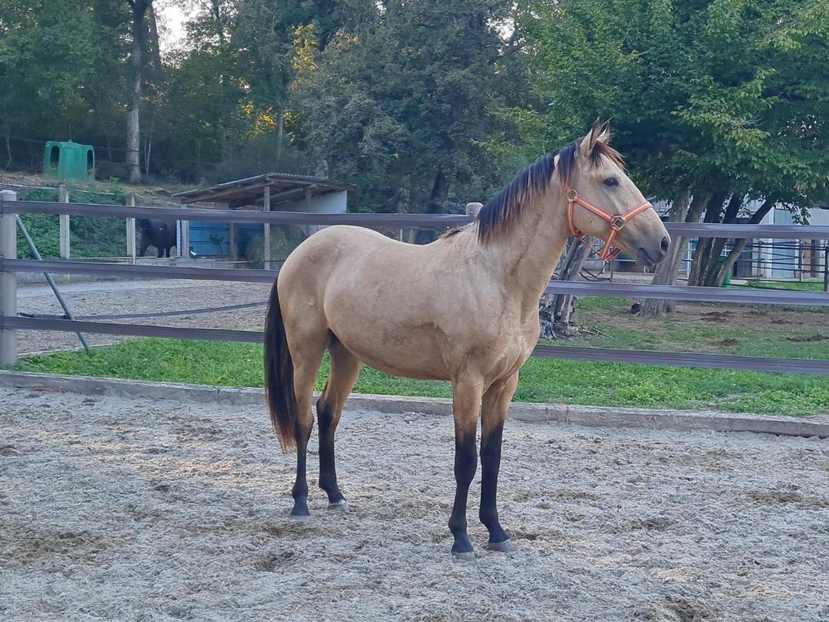 Ferienwohnung Repos Rouge-Plaisir Au Milieu Des Chevaux Kembs Exterior foto